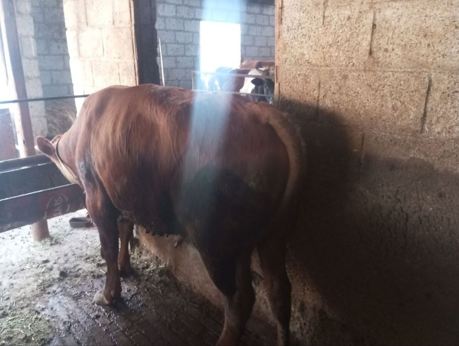 Buqalar sotiladi yeb ichishi zòr soğlom