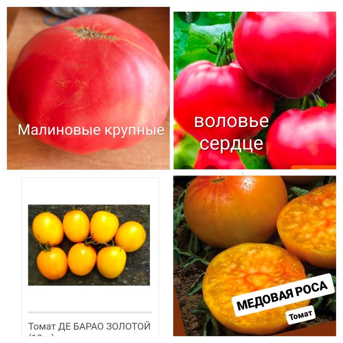 Продам рассаду овощей.