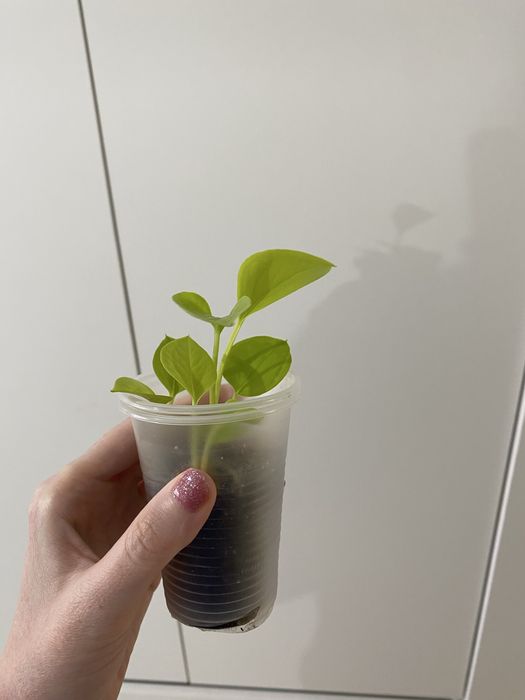 Неон лиана красивое растение