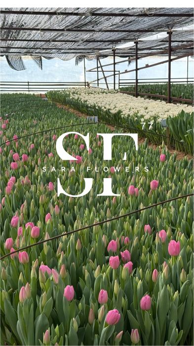 Оптовая продажа тюльпанов