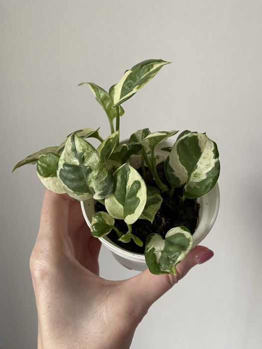 Эпипремнум энжой