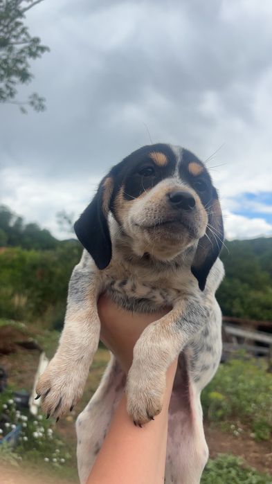 Donez catei metis vizsla maghiara