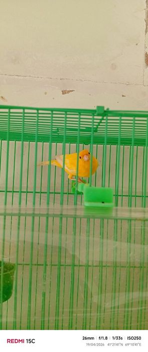 9oylik narlar sotiladi