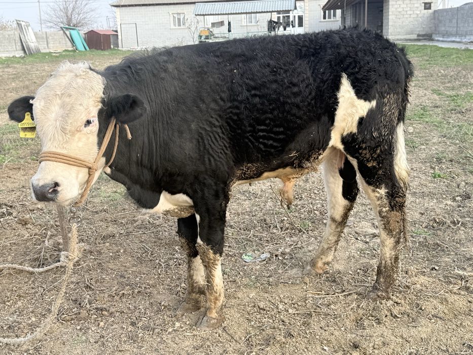 Ақ бас өгіз………..