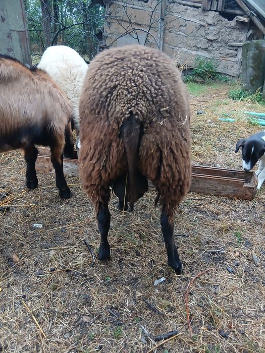 Berbecutii freza germana cel negru si vriza cu lacun, varsta 4 luni jumate ambii