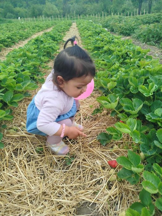 ПРОМОЦИЯ Разсад Ягоди и Малини Елитни Сортове