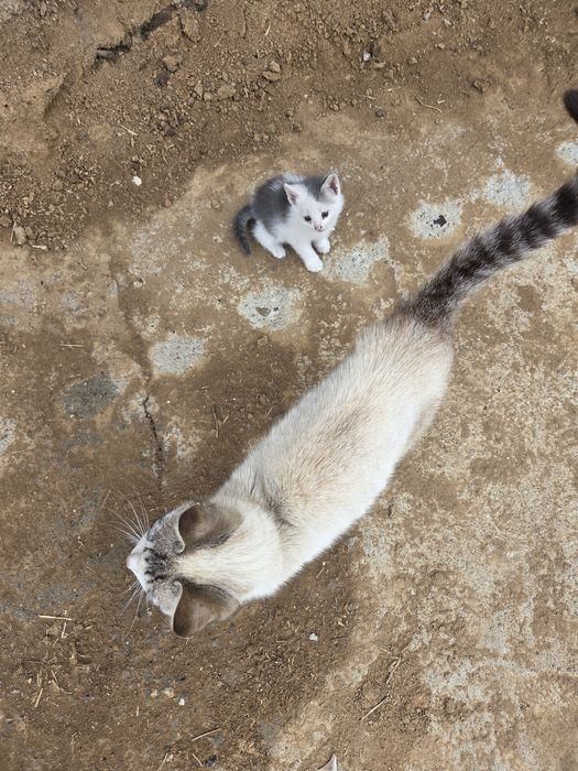 Отдам котенка в добрые руки
