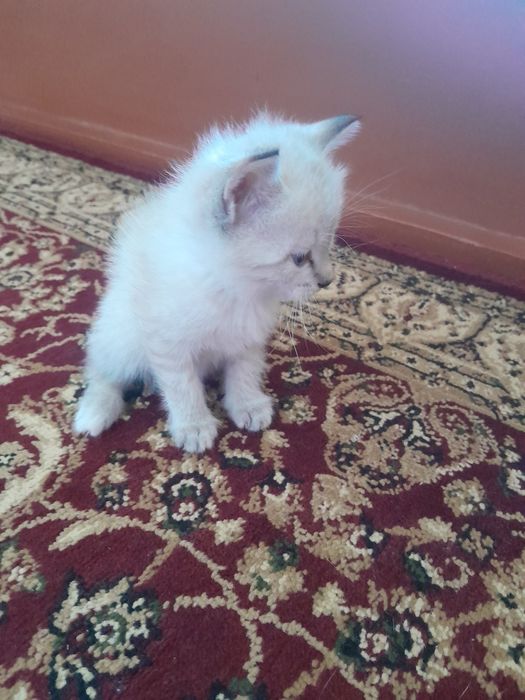 Продаётся котёнок