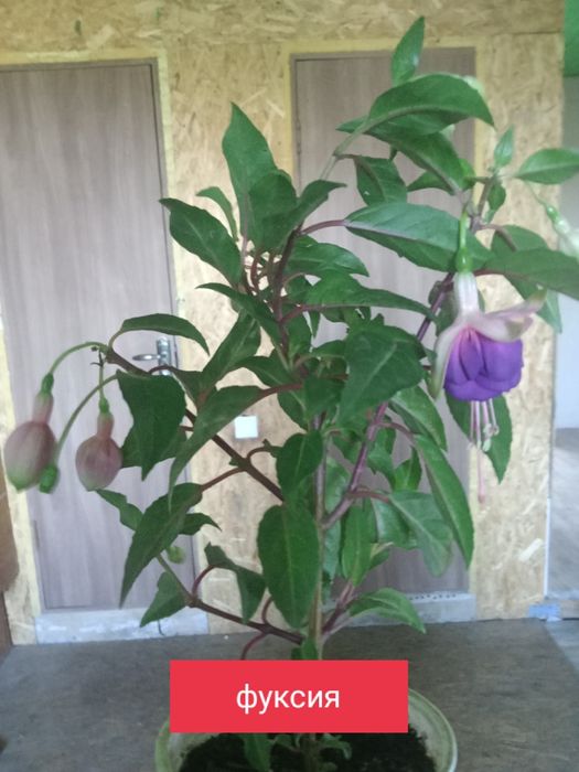 цветы комнатные  ценаот 1500