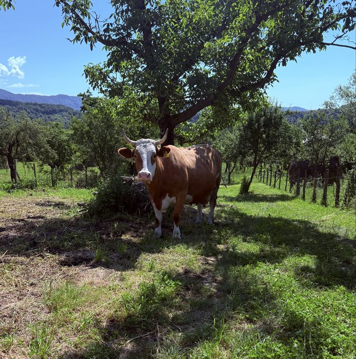 Vand vaca baltata romaneasca cu vitel  !!! Merita vazuta !!!