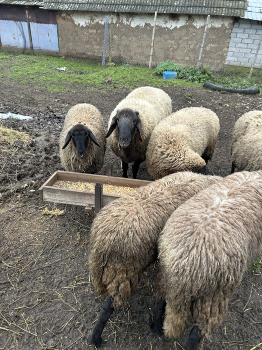 Berbec Carabas Sarbesc de vanzare