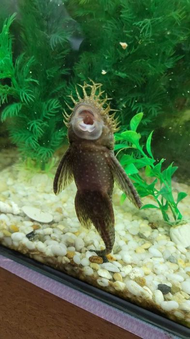 аквариумные рыбки СОМ