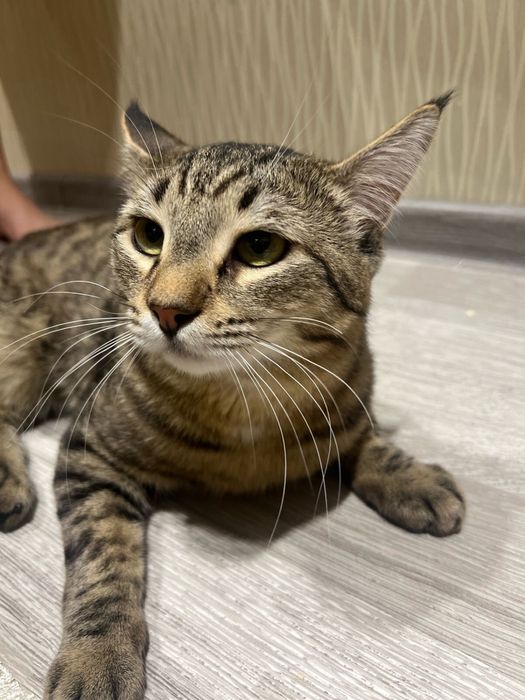 Кот красивый окрас