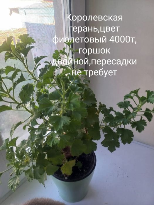 Продам комнатные цветы