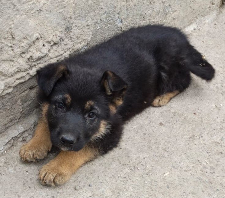 Щенки Немецкой Овчарки