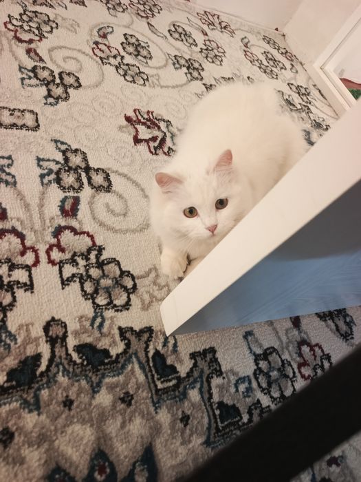 Софи лакабли мушукча