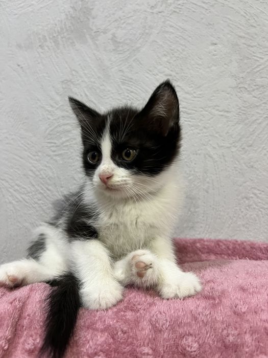 Отдаю котят в добрые руки