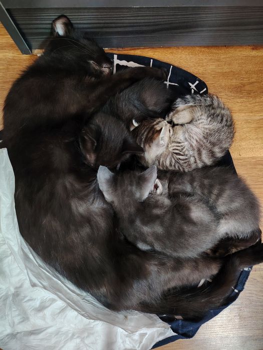 Котята в добрые руки, Бесплатно