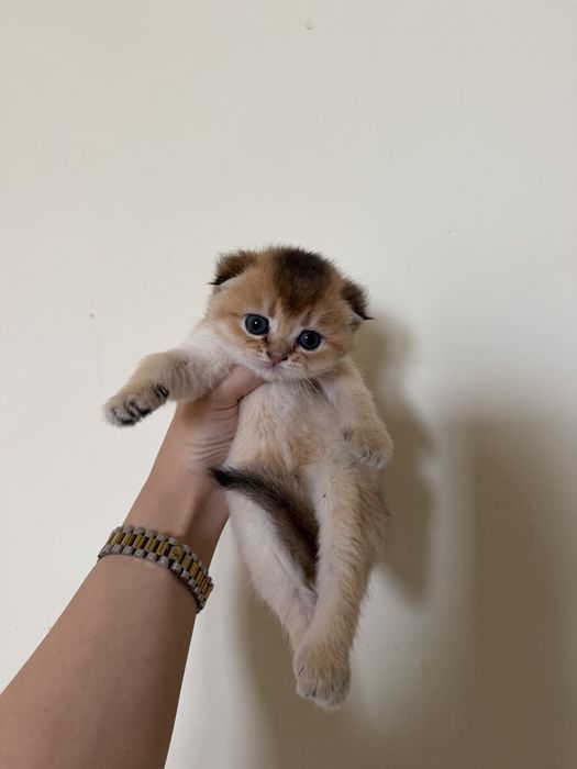 Шотлантская золотая шиншила