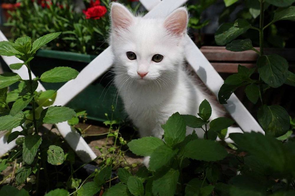 НЕДОРОГО  Породистые котята