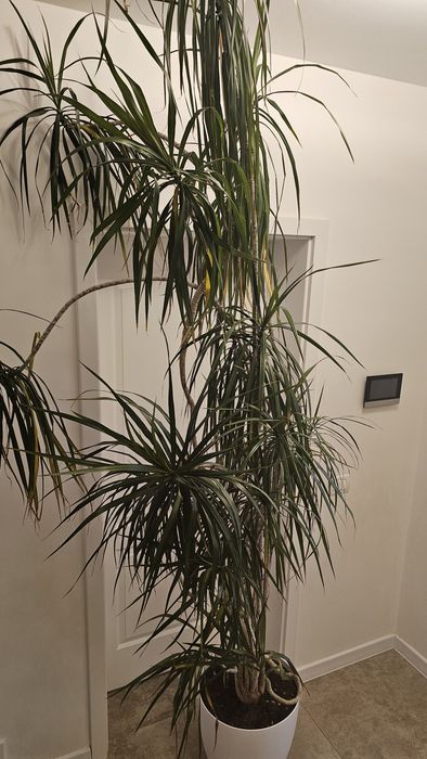 Vand Dracaena marginata (Dracaena cu frunze înguste),Vand Dracaena marginata (Dracaena cu frunze înguste)