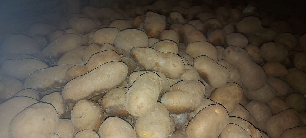 Cartofi  pentru animale sau samanta