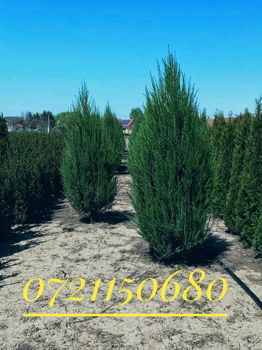 Taxus baccata , tuia occidentalis smaragd, brazi, ienupar blue arrow