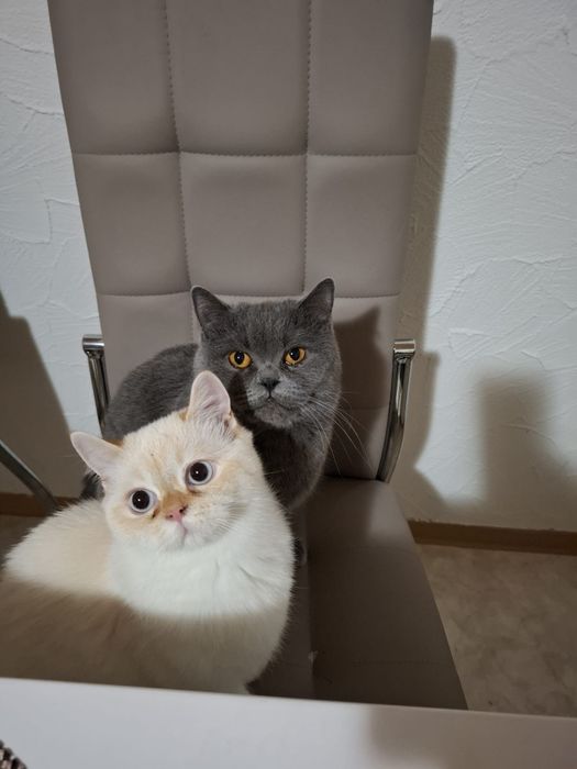 Котки британски късокосмести