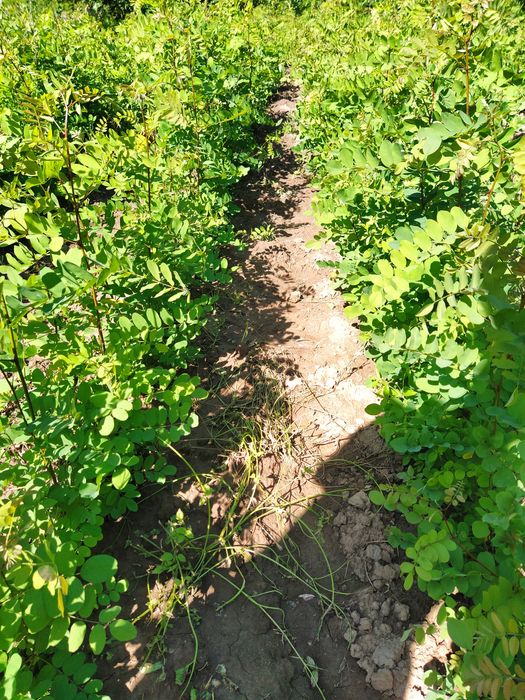 Puieți de salcâm anul 1