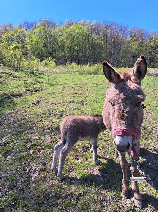Lapte de măgăriță
