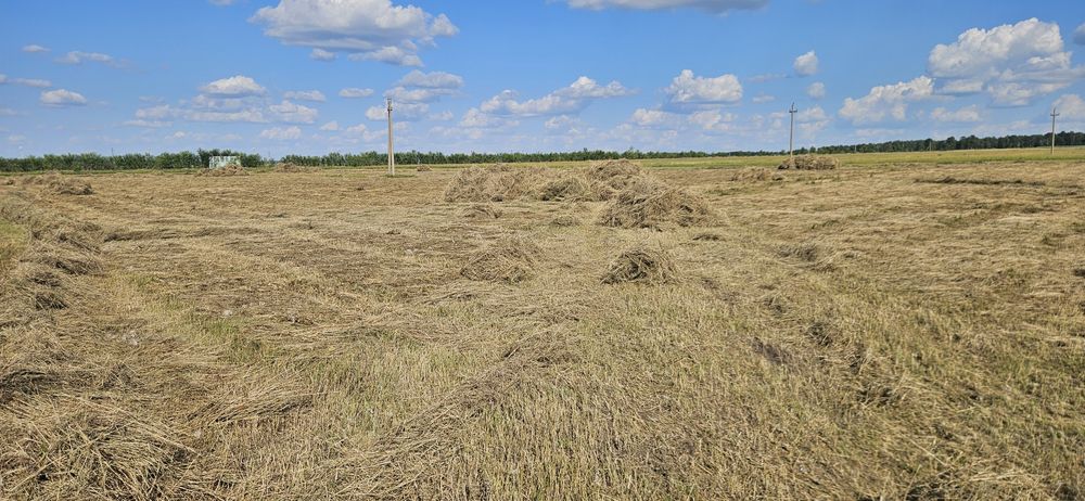 Продам сено 2026 г.