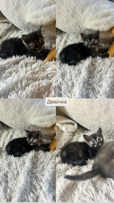 Отдам котят в добрые руки