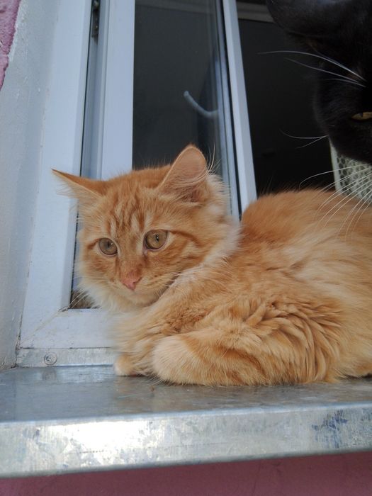 Отдам даром срочно