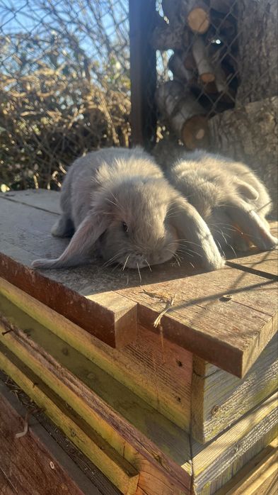 Френски кочовати зайци