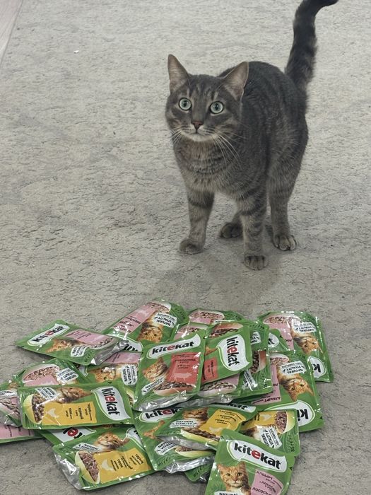 Отдаем кота приученного к лотку