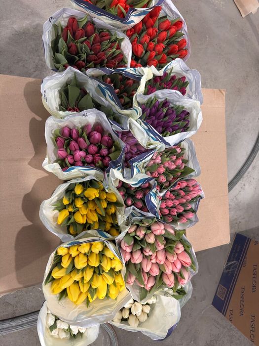 Тюльпаны оптом и в розницу