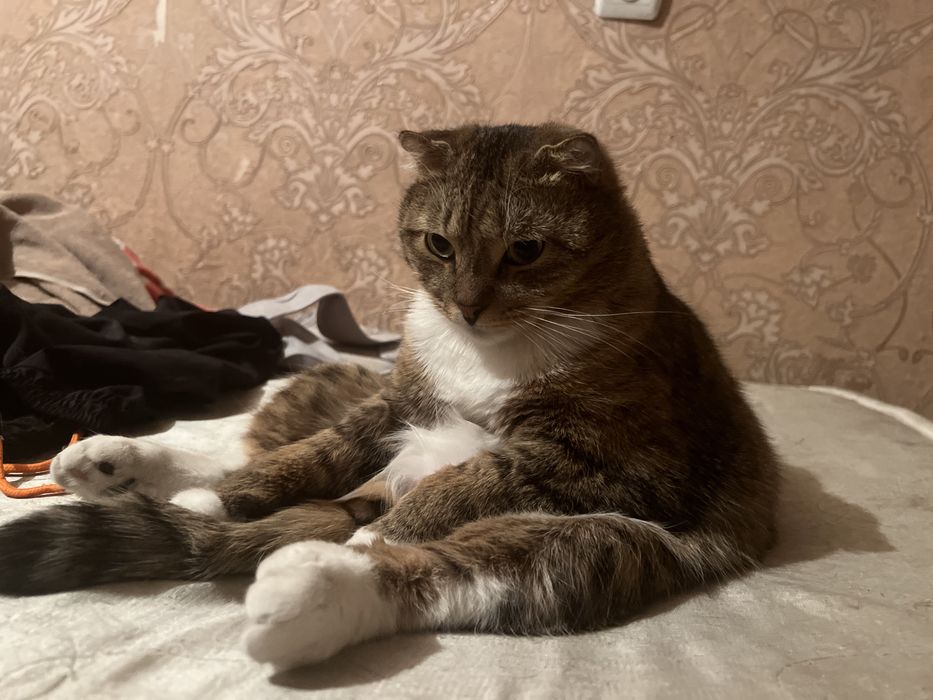 Беговое колесо для кошек