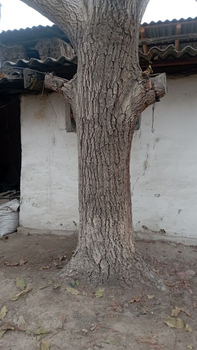 Ёнгок дарахти 40 йиллик сотилади