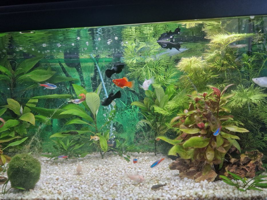 Vand acvariu 50 litri Aquatlantis