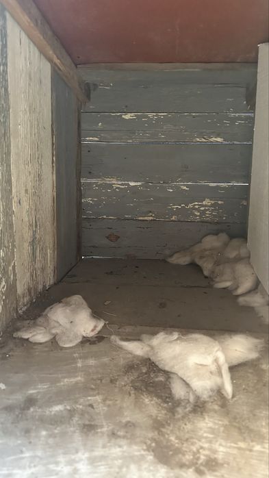 Будка для собаки