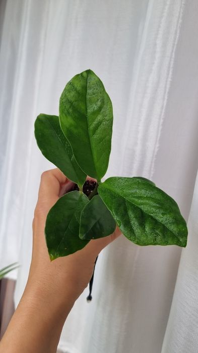 Продам Замиокулькас Лонг лив