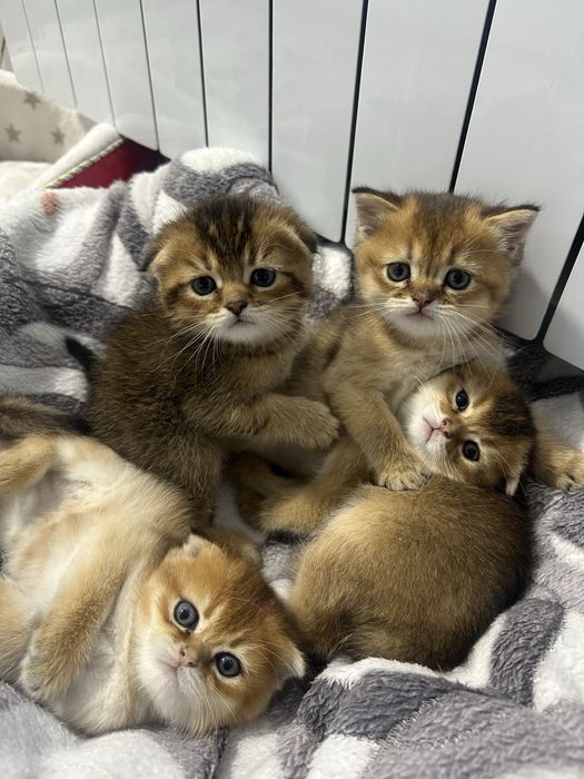 Продаются чистокровные котята вислоухая золотая шиншилла, страйд, фолд