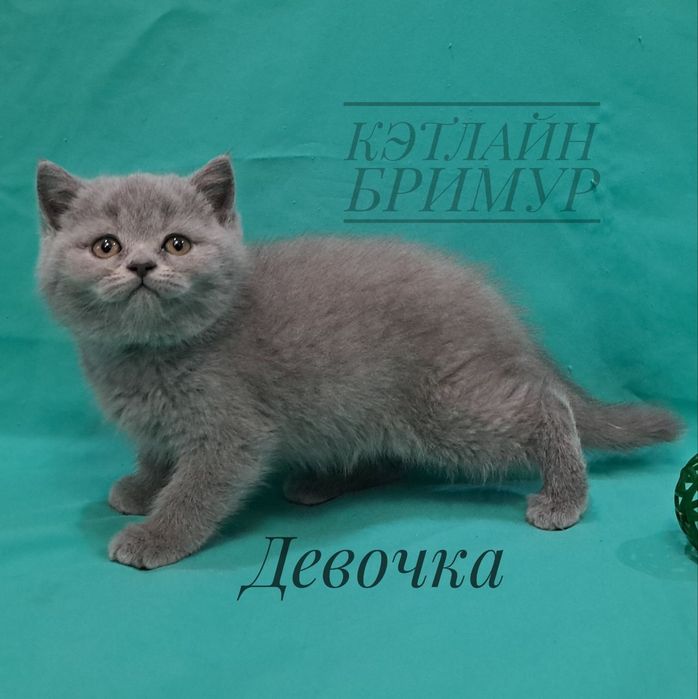 Британские котята. Пиномник.