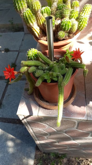 CACTUȘI INFLORITI Diverse MODELE,Culori,crescuți ghiveci cu rădăcini