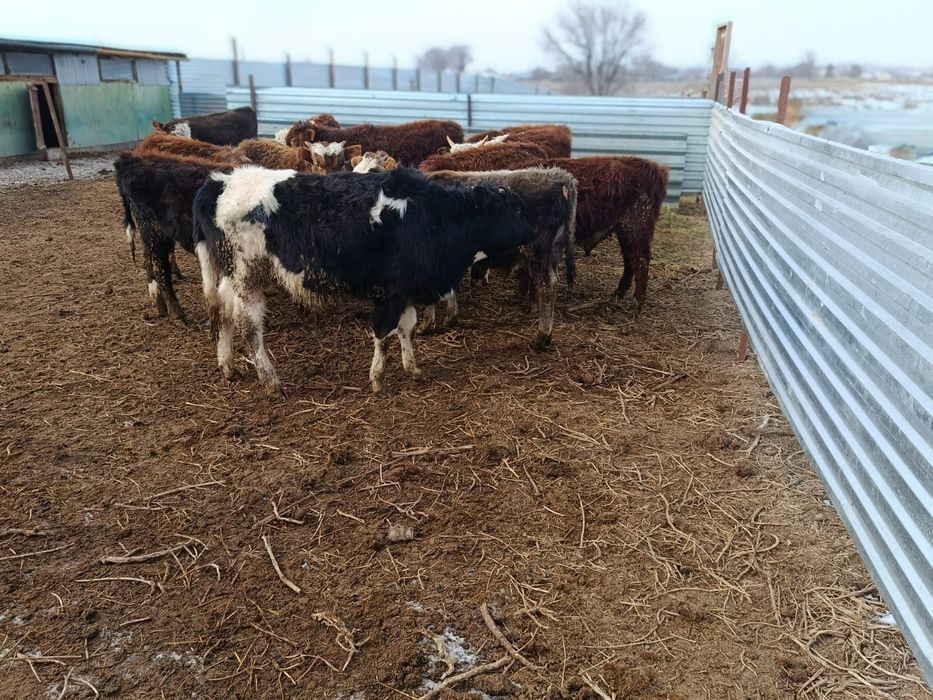 Продам бычков 12 голов