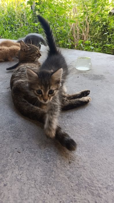 Парадные домашние котята
