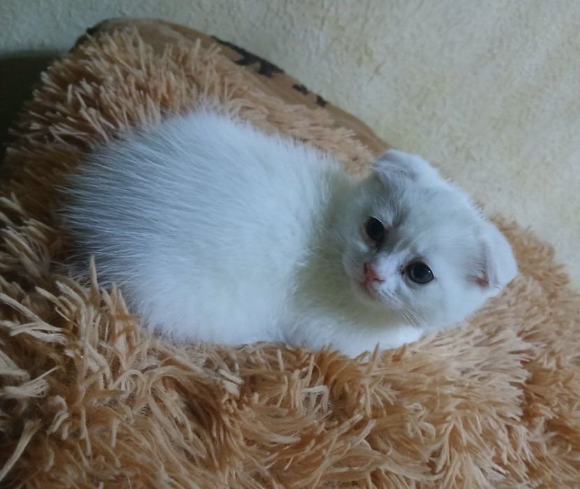 Parodali mushukcha sotiladi