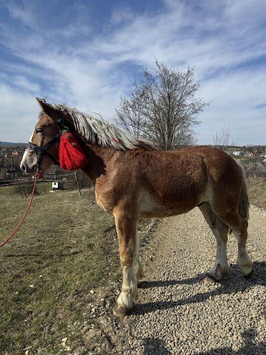 Vand mânz de un an si 5 luni