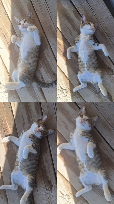 котята мальчик и девочка