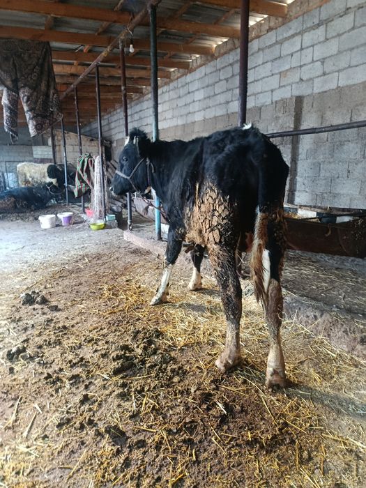 Буқа сатылады аа